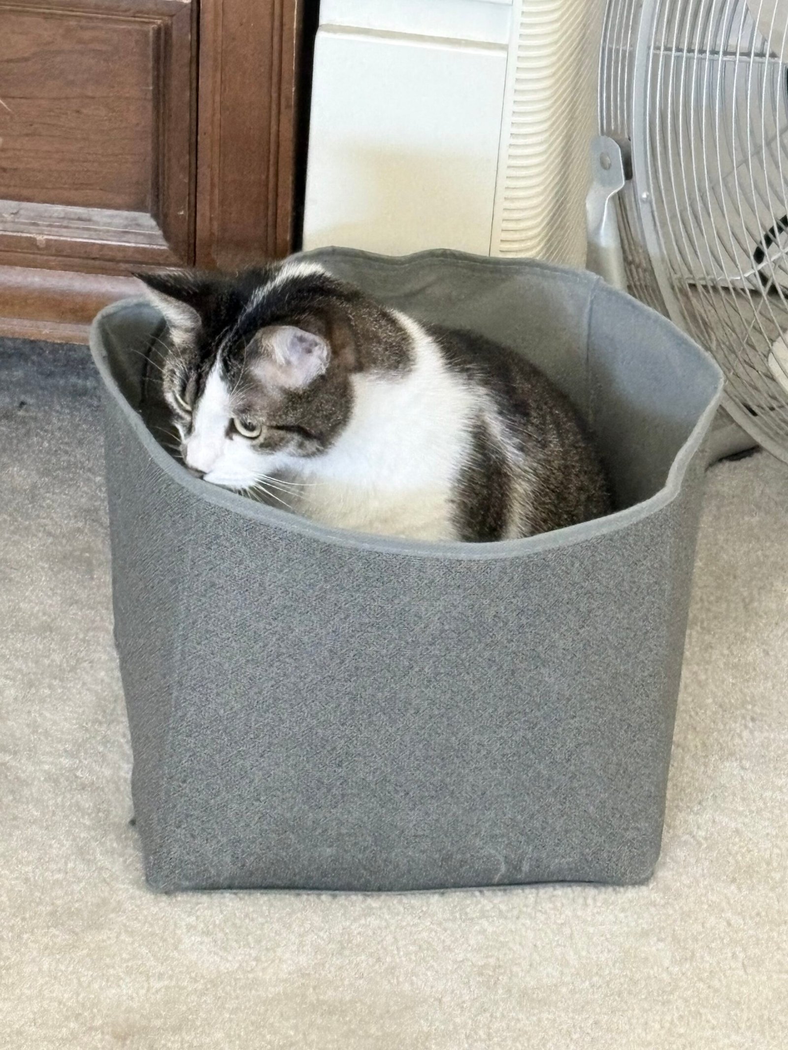 Indoor cat sitting in a box