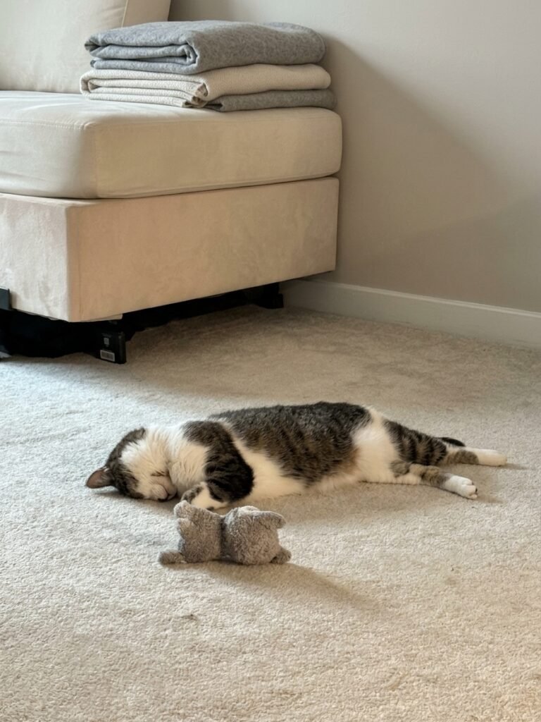 Rebel sleeping on the carpet beside her stuffed toy.