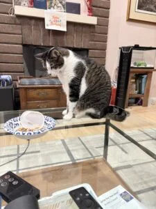 Rebel sitting on a glass coffee table next to a bowl.
