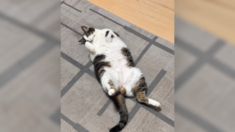 Rebel lying on her back with her paws curled up on a patterned rug.